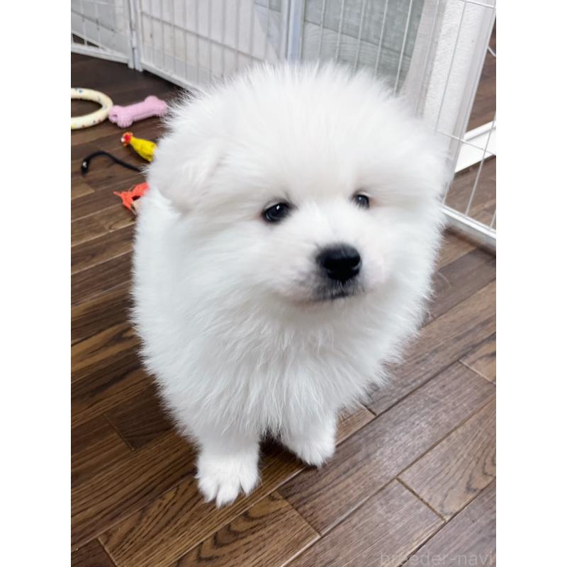 販売中の東京都のサモエド-443147の8枚目