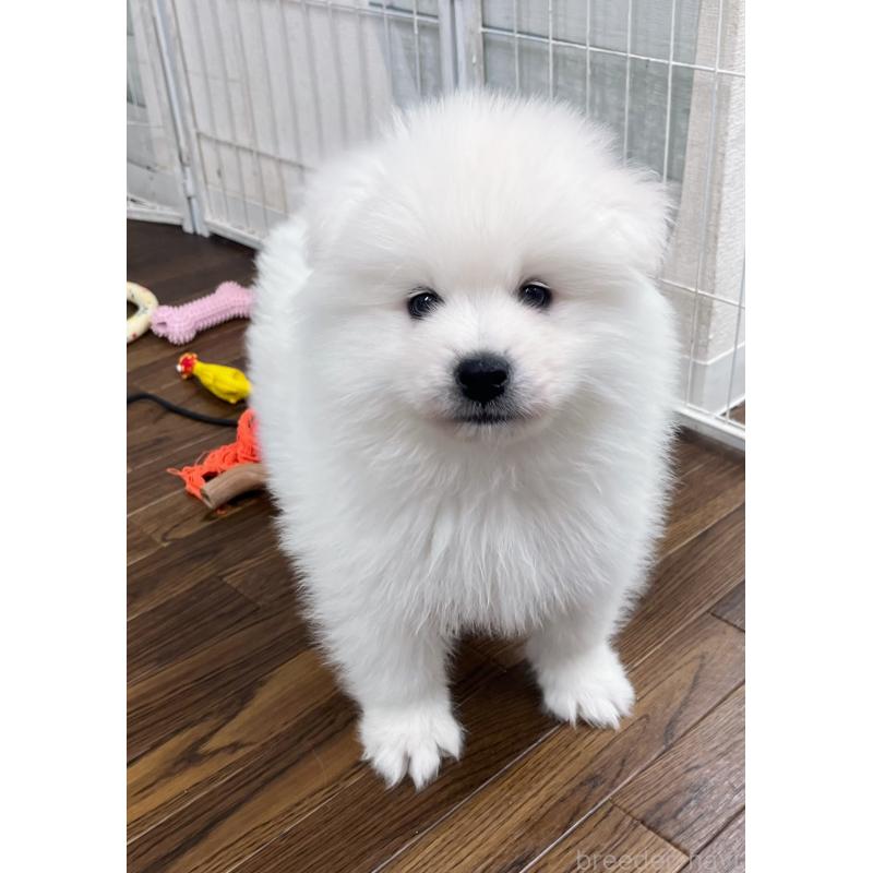 販売中の東京都のサモエド-443147の7枚目