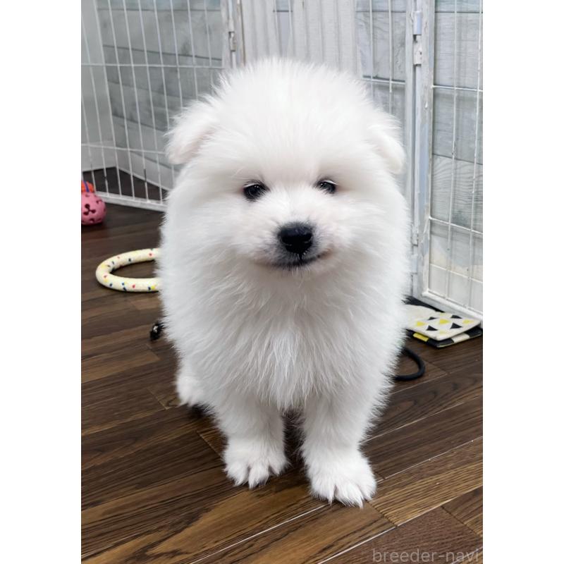 販売中の東京都のサモエド-443147の1枚目