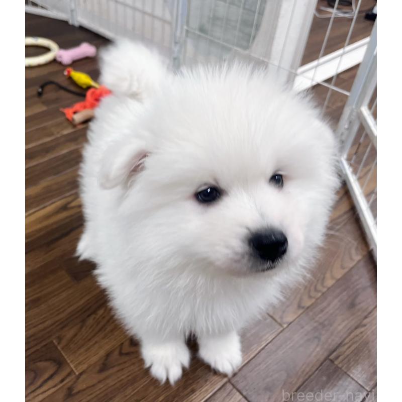 販売中の東京都のサモエド-443147の5枚目