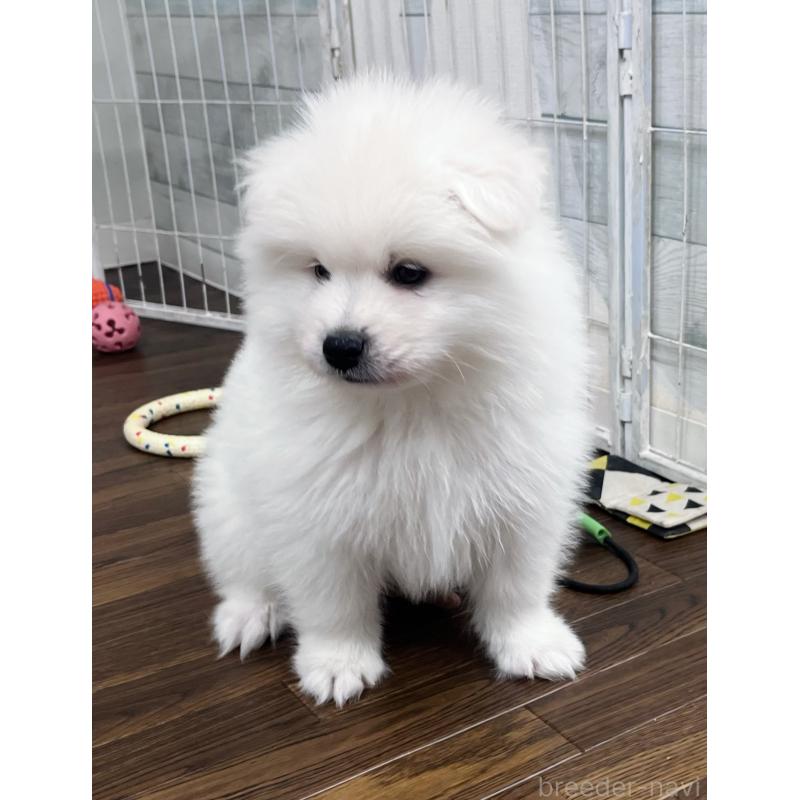 販売中の東京都のサモエド-443147の4枚目