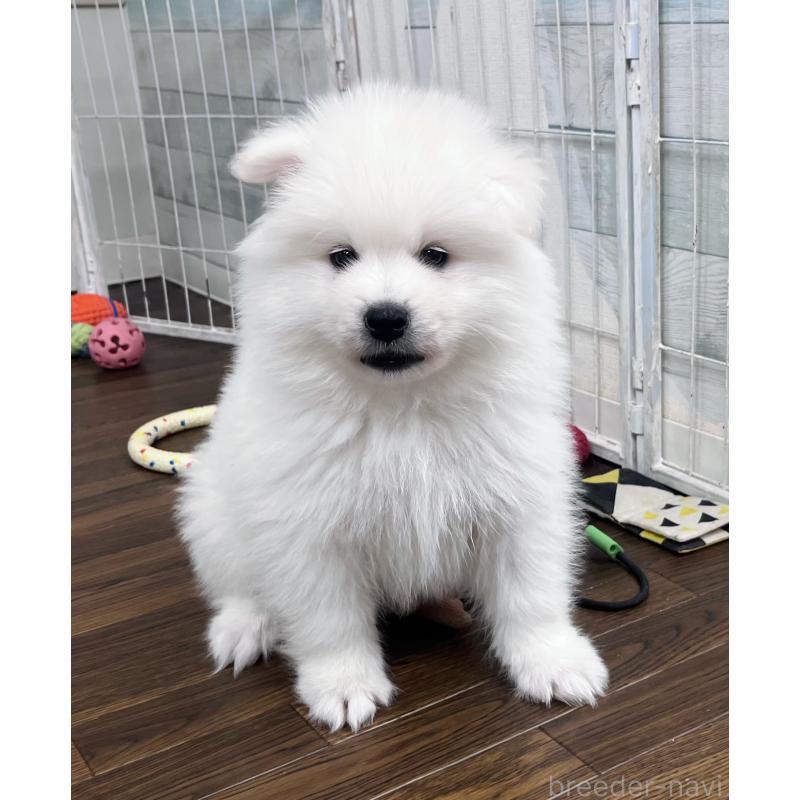 販売中の東京都のサモエド-443147の3枚目