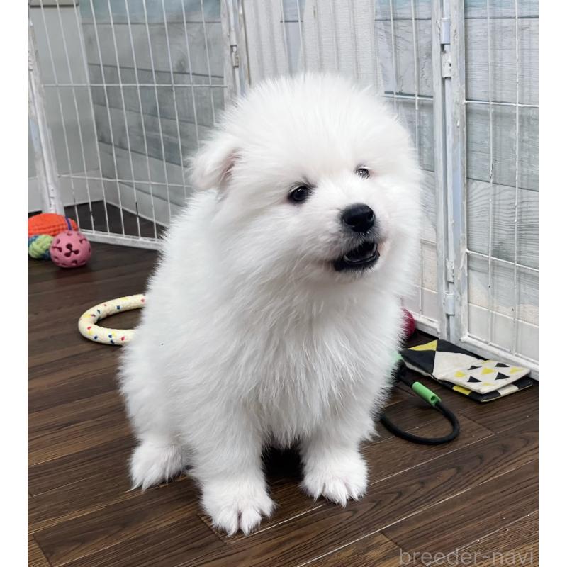 販売中の東京都のサモエド-443147の2枚目