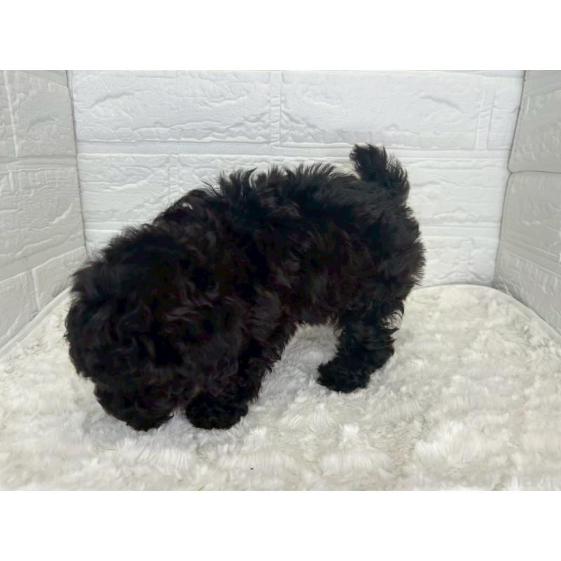 販売中の茨城県のトイプードル-443148の9枚目