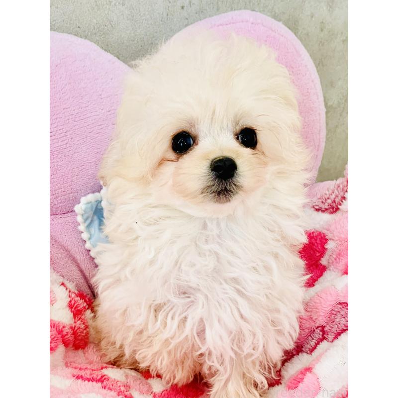 販売中の宮城県のチワプー:チワワ×トイプードル-437174