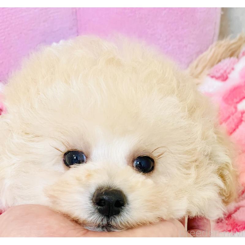 販売中の宮城県のチワプー:チワワ×トイプードル-435808の7枚目