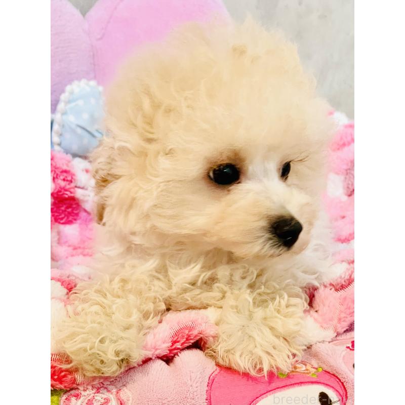 販売中の宮城県のチワプー:チワワ×トイプードル-435808の6枚目