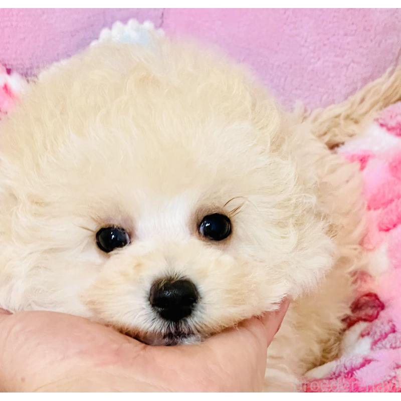 販売中の宮城県のチワプー:チワワ×トイプードル-435808の5枚目