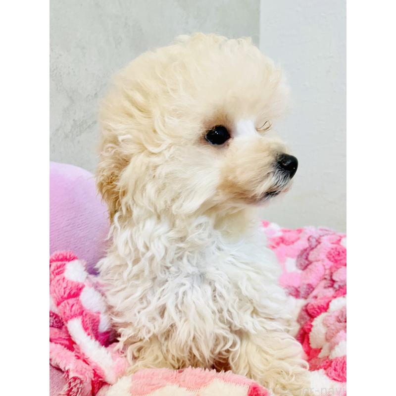 販売中の宮城県のチワプー:チワワ×トイプードル-435808の2枚目