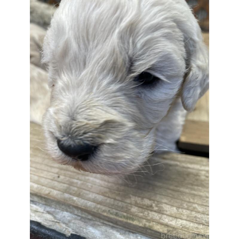 販売中の栃木県のゴールデンドゥードル:ゴールデンレトリーバー×プードル-439384の3枚目