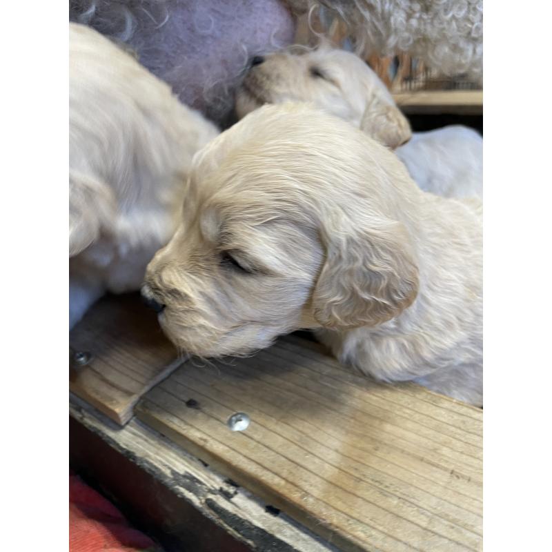 販売中の栃木県のゴールデンドゥードル:ゴールデンレトリーバー×プードル-439275の4枚目