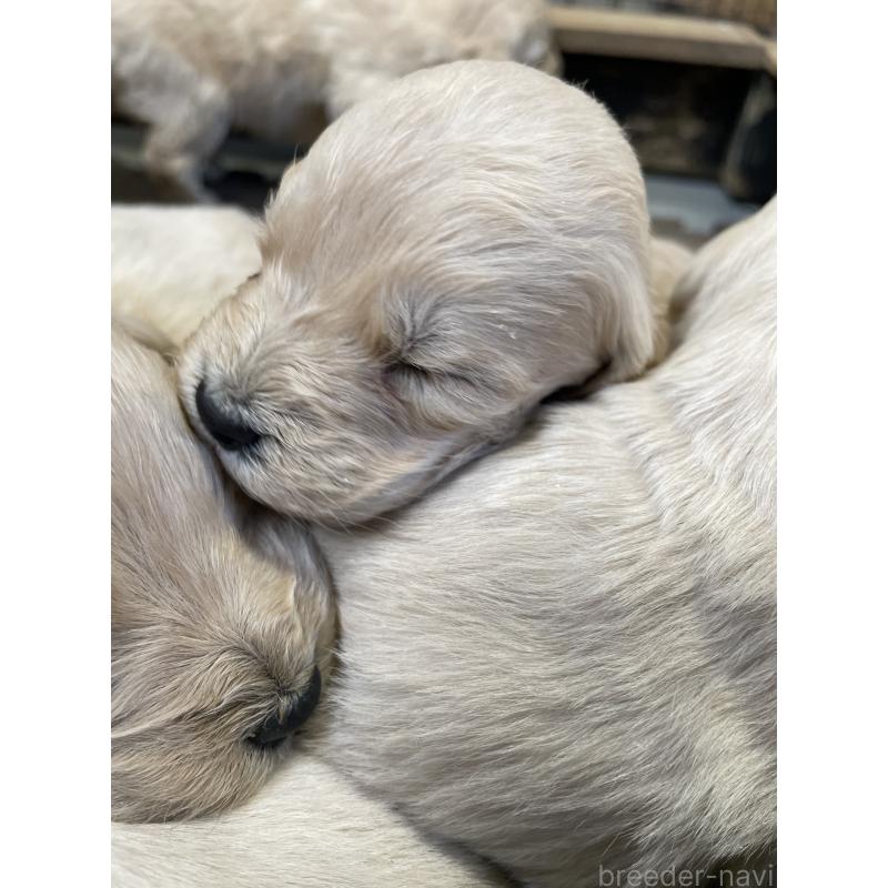 販売中の栃木県のゴールデンドゥードル:ゴールデンレトリーバー×プードル-439275