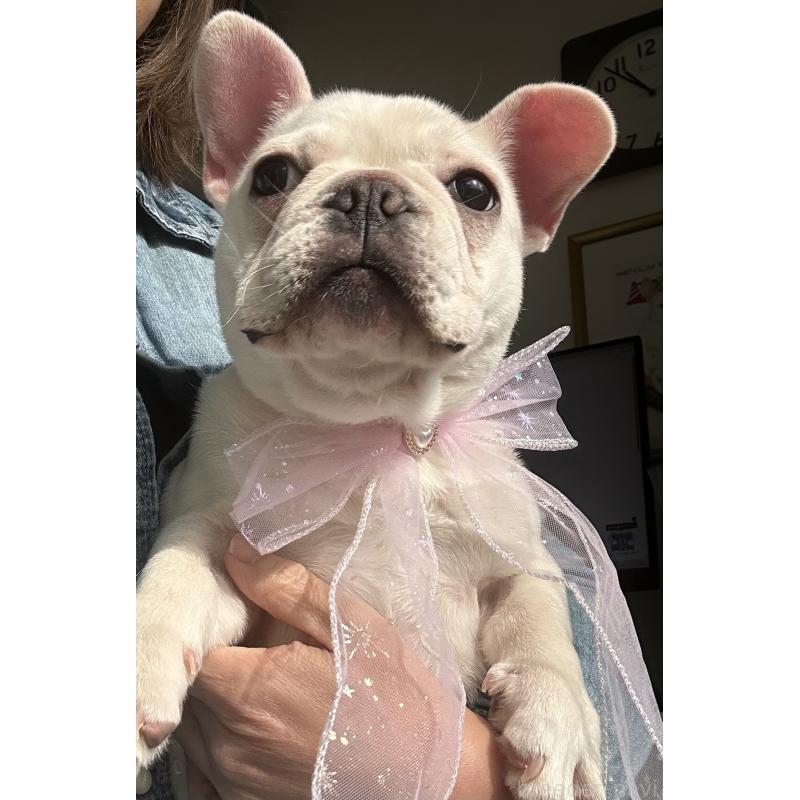 販売中の宮城県のフレンチブルドッグ-430463の5枚目