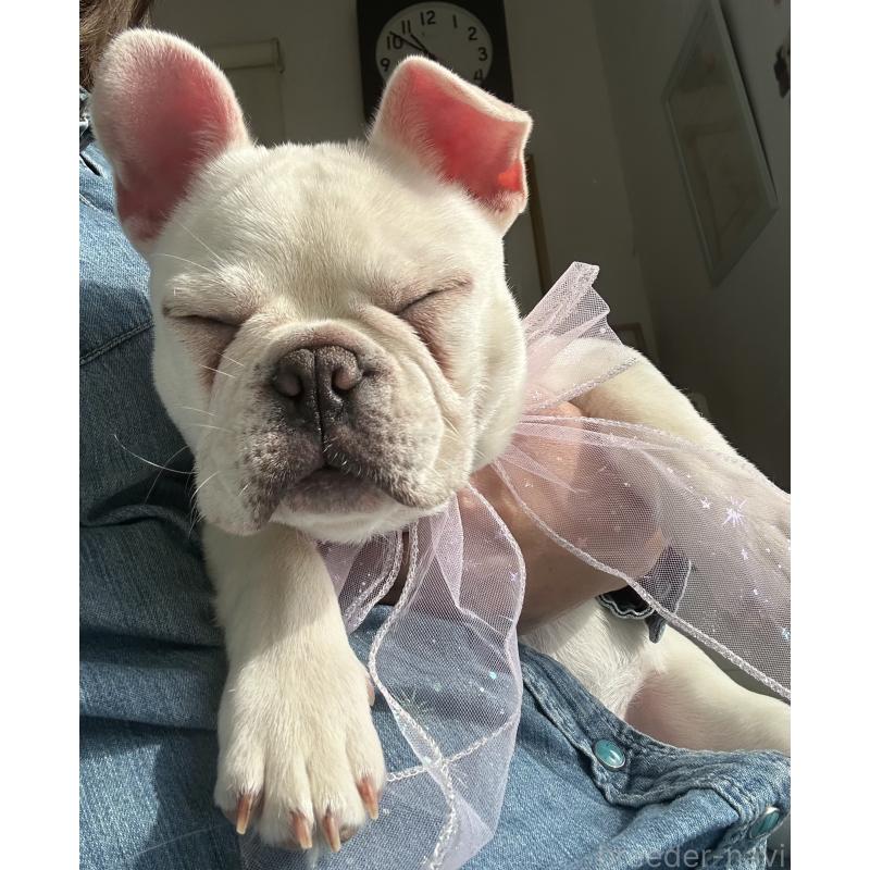 販売中の宮城県のフレンチブルドッグ-430463の4枚目