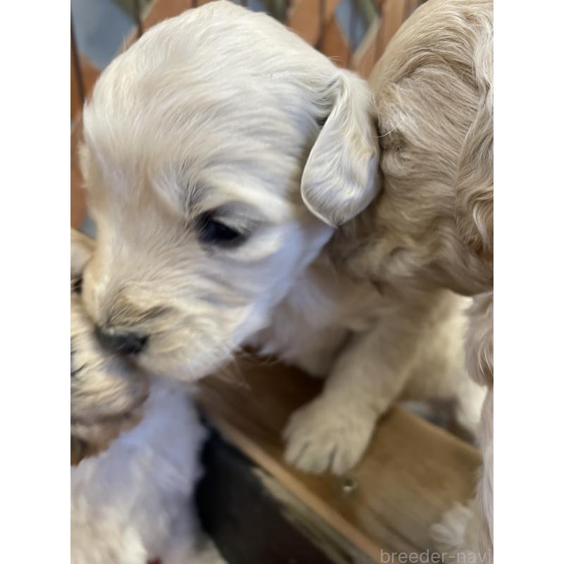 商談中の栃木県のゴールデンドゥードル:ゴールデンレトリーバー×プードル-439378の4枚目