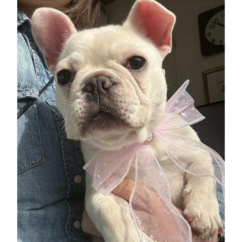 販売中の宮城県のフレンチブルドッグ-430463の3枚目