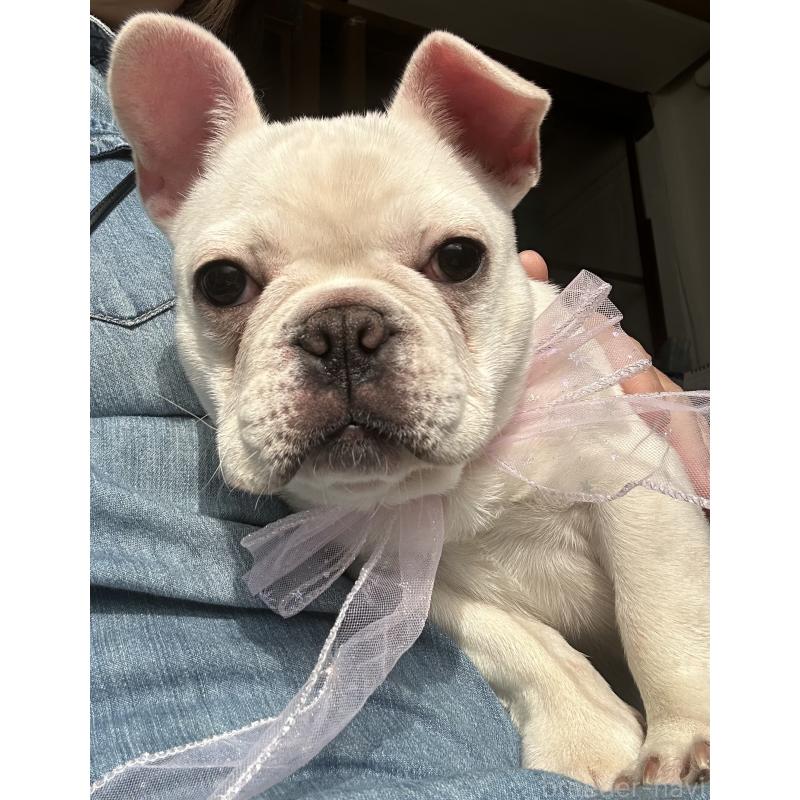 販売中の宮城県のフレンチブルドッグ-430463の2枚目
