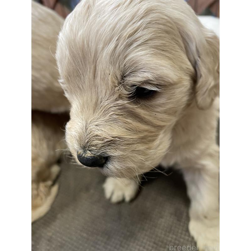 販売中の栃木県のゴールデンドゥードル:ゴールデンレトリーバー×プードル-439380