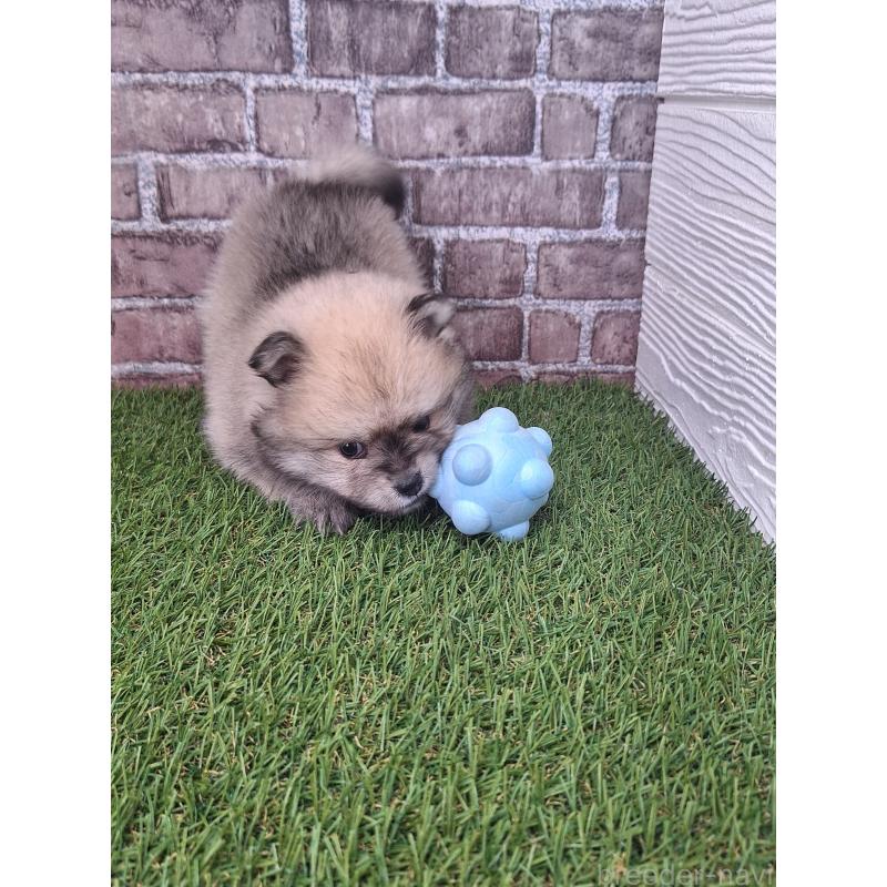 販売中の三重県のポメラニアン-443152の4枚目