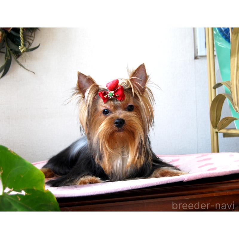 販売中の兵庫県のヨークシャーテリア-411767の7枚目