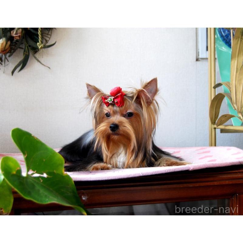 販売中の兵庫県のヨークシャーテリア-411767の6枚目