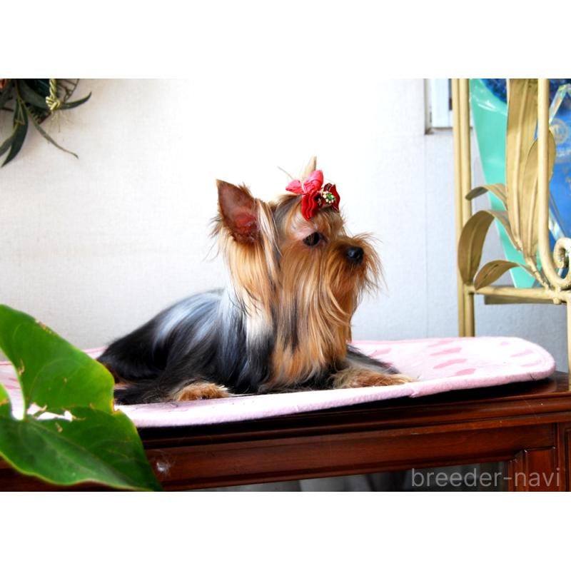 販売中の兵庫県のヨークシャーテリア-411767の5枚目