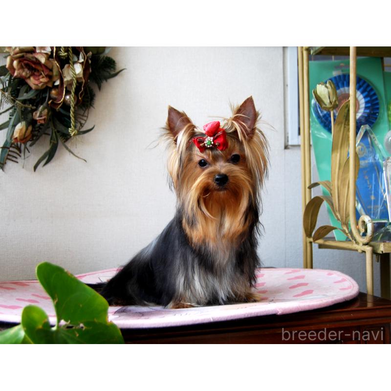 販売中の兵庫県のヨークシャーテリア-411767の4枚目