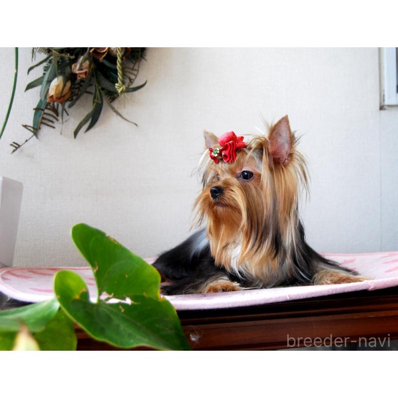 販売中の兵庫県のヨークシャーテリア-411767の3枚目