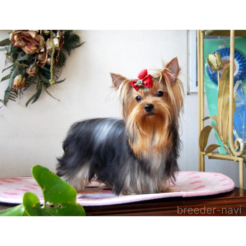 販売中の兵庫県のヨークシャーテリア-411767の2枚目