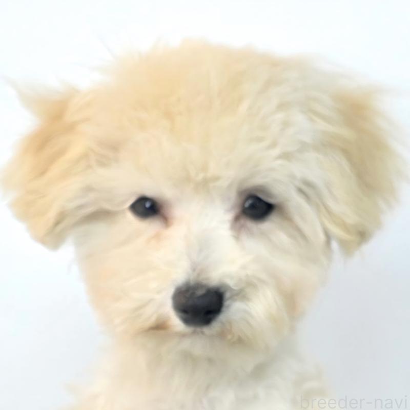 販売中の茨城県のミックス犬-424691の4枚目