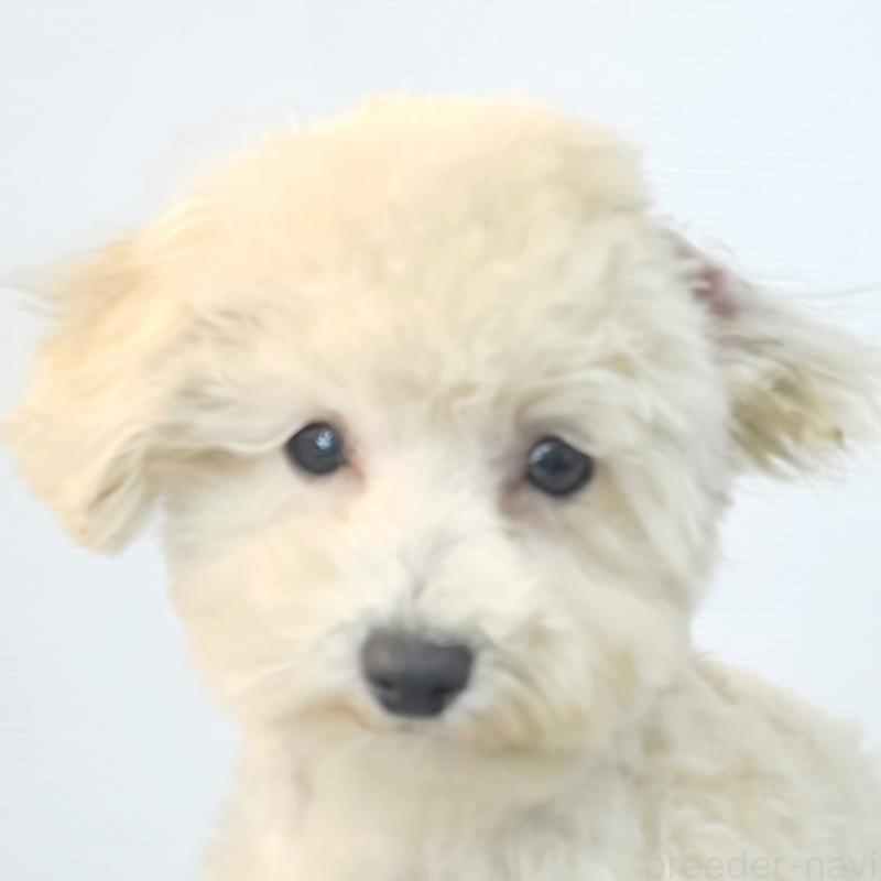 販売中の茨城県のミックス犬-424691