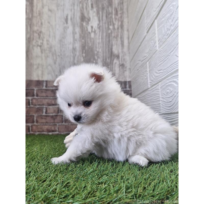 販売中の三重県のポメラニアン-443153の5枚目