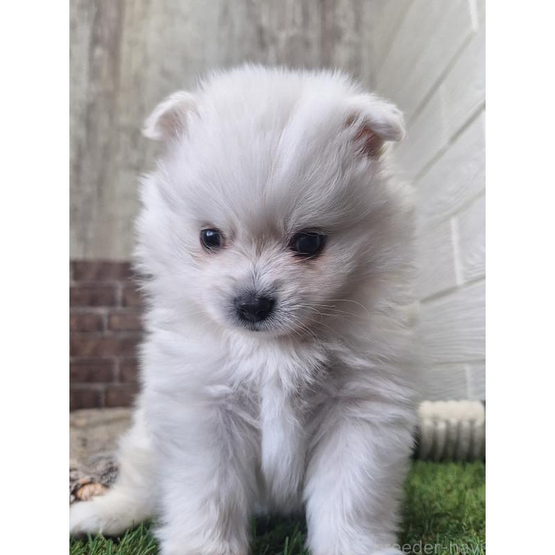 販売中の三重県のポメラニアン-443153の4枚目