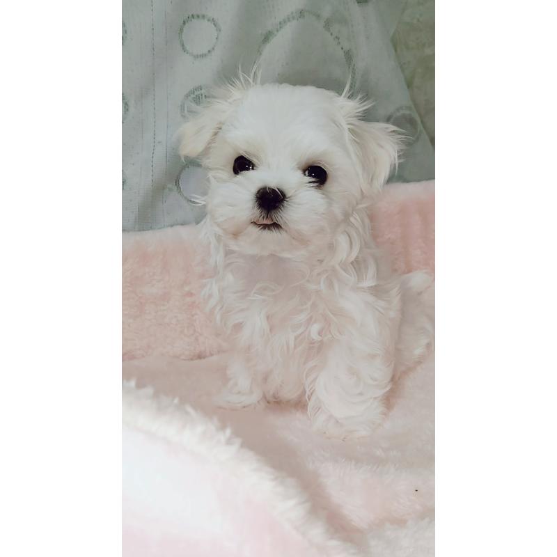 販売中の鳥取県のマルチーズ-443154の5枚目