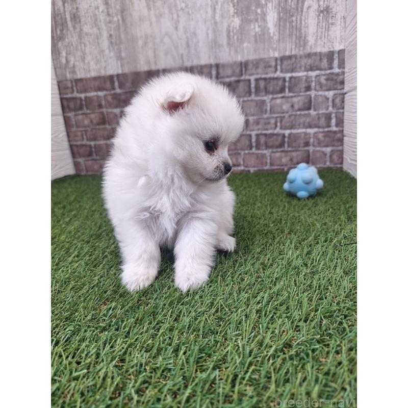 販売中の三重県のポメラニアン-443153の2枚目