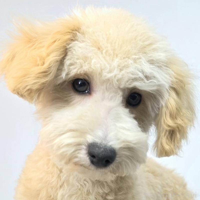 商談中の茨城県のミックス犬-424487の6枚目