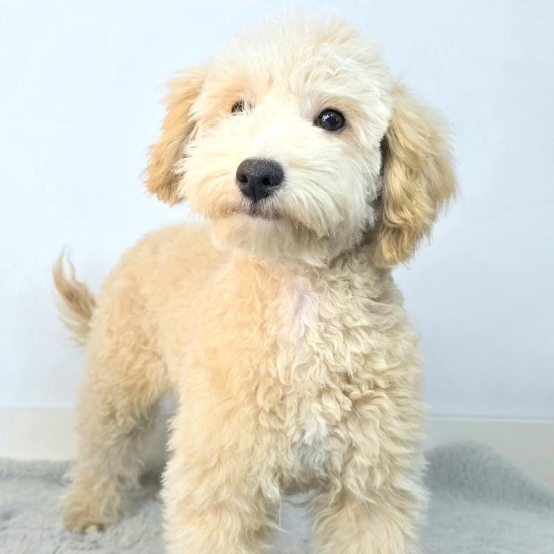 商談中の茨城県のミックス犬-424487の4枚目