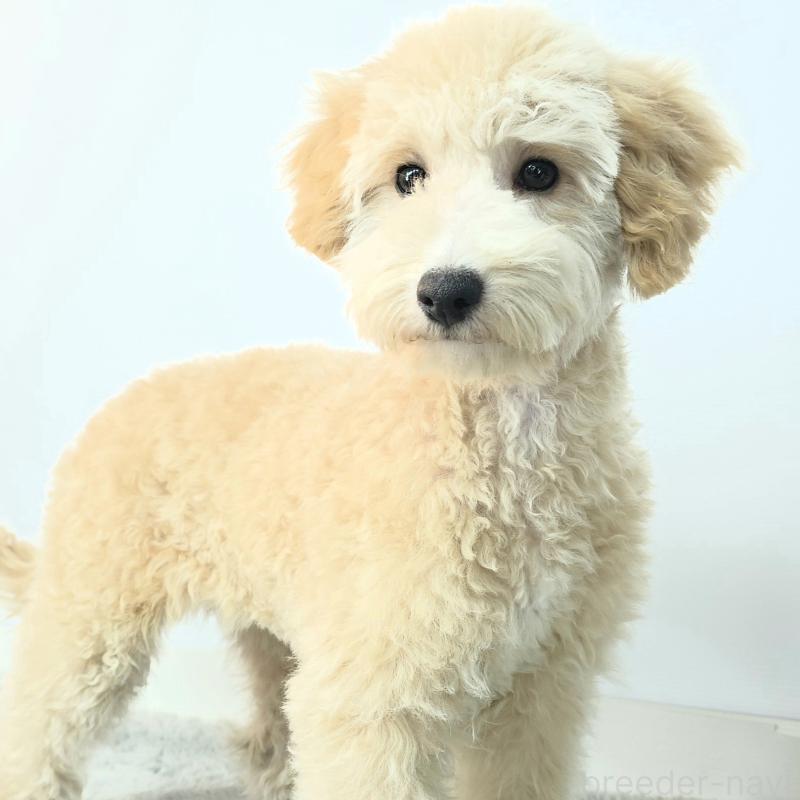 商談中の茨城県のミックス犬-424487の3枚目