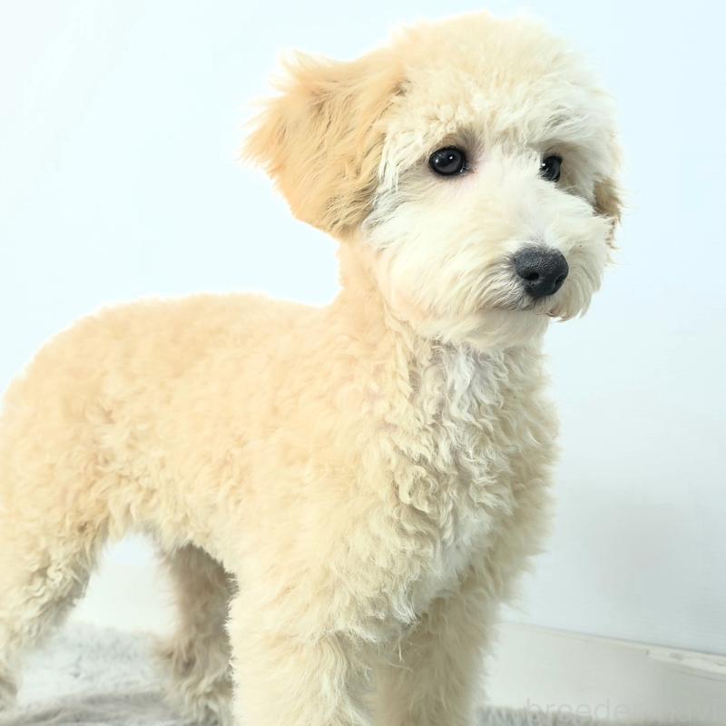 商談中の茨城県のミックス犬-424487の2枚目