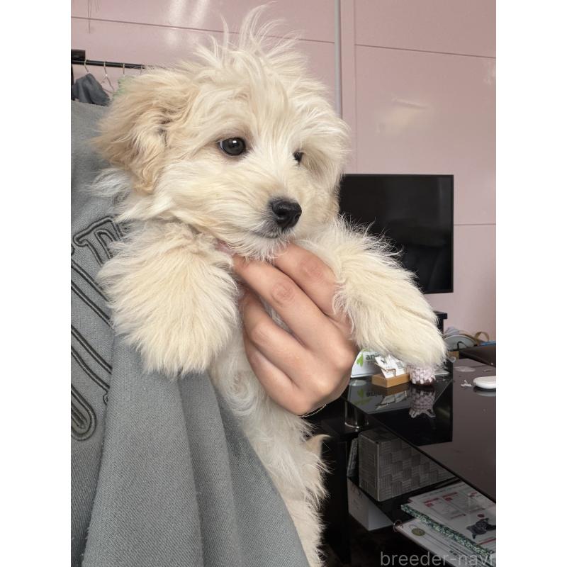 販売中の滋賀県のポメプー:ポメラニアン×トイプードル-443155の5枚目