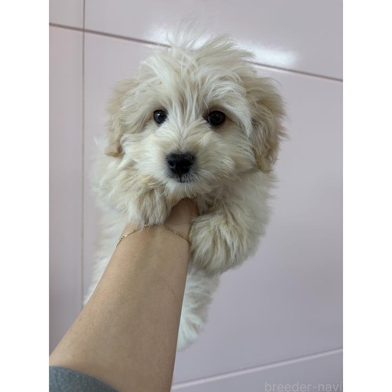 販売中の滋賀県のポメプー:ポメラニアン×トイプードル-443155の4枚目