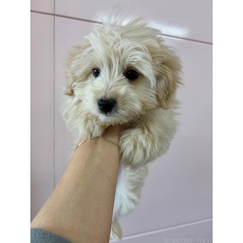 販売中の滋賀県のポメプー:ポメラニアン×トイプードル-443155の3枚目