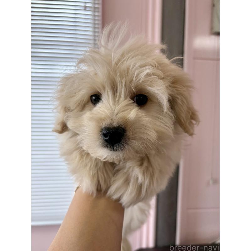 販売中の滋賀県のポメプー:ポメラニアン×トイプードル-443155の2枚目