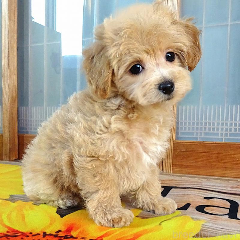 販売中の熊本県のマルプー:マルチーズ×トイプードル-443159