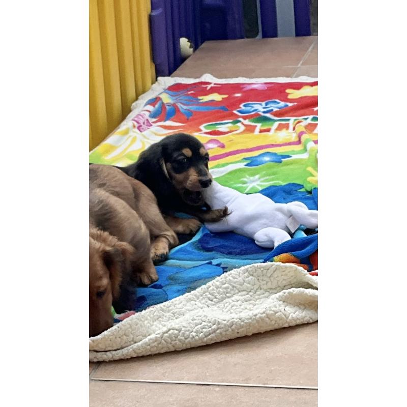 販売中の沖縄県のカニンヘンダックスフンド(ロングヘアード)-438228の9枚目