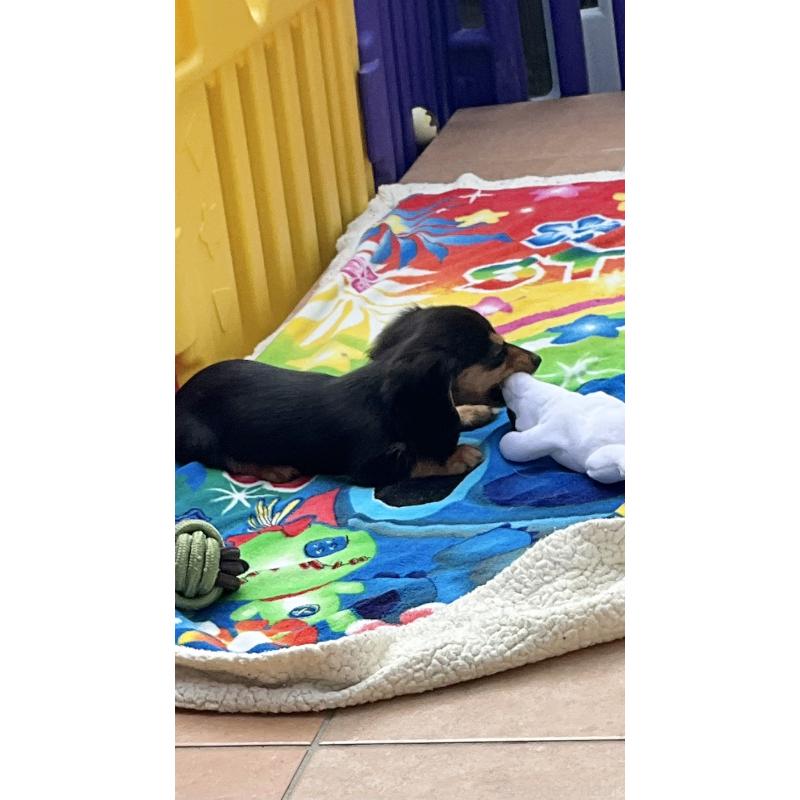 販売中の沖縄県のカニンヘンダックスフンド(ロングヘアード)-438228の8枚目