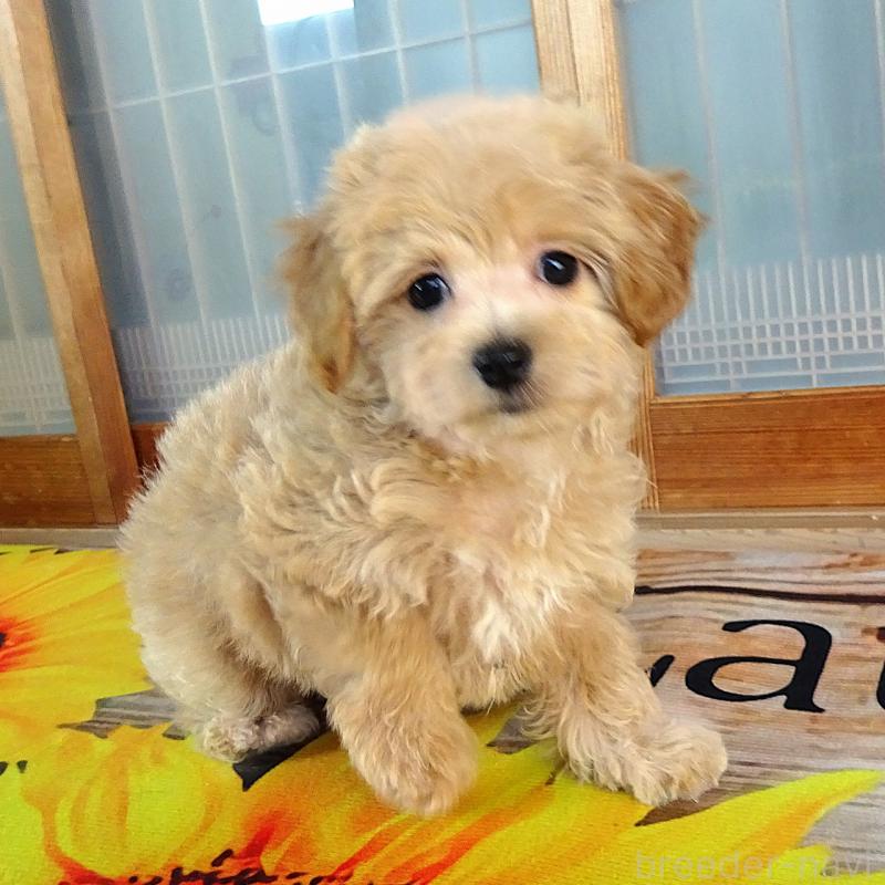 販売中の熊本県のマルプー:マルチーズ×トイプードル-443159の8枚目