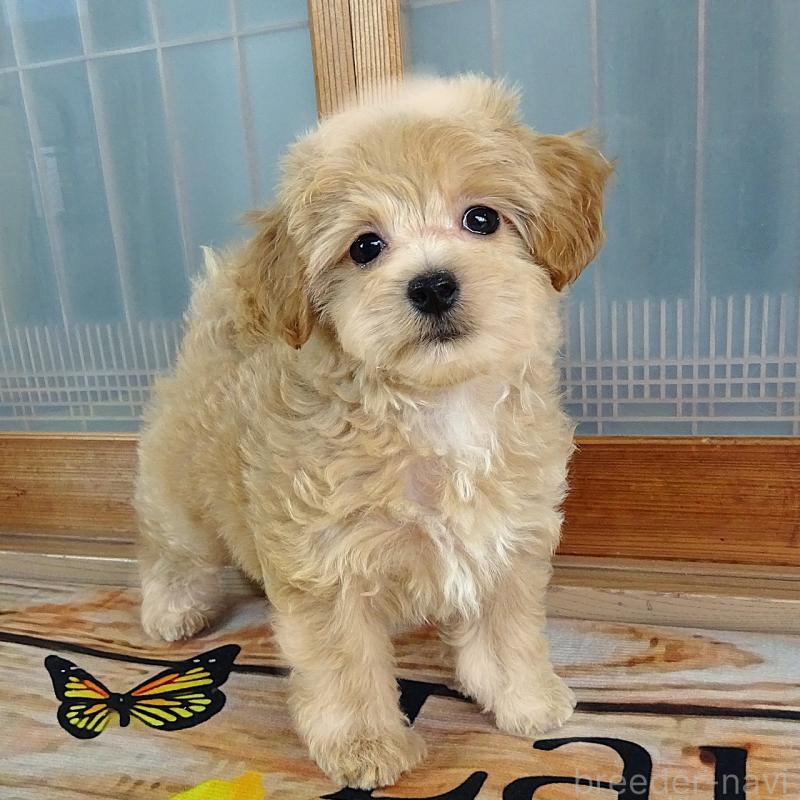 販売中の熊本県のマルプー:マルチーズ×トイプードル-443159の7枚目