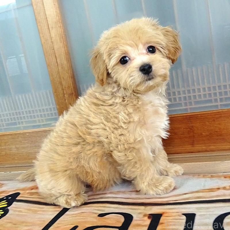 販売中の熊本県のマルプー:マルチーズ×トイプードル-443159の6枚目