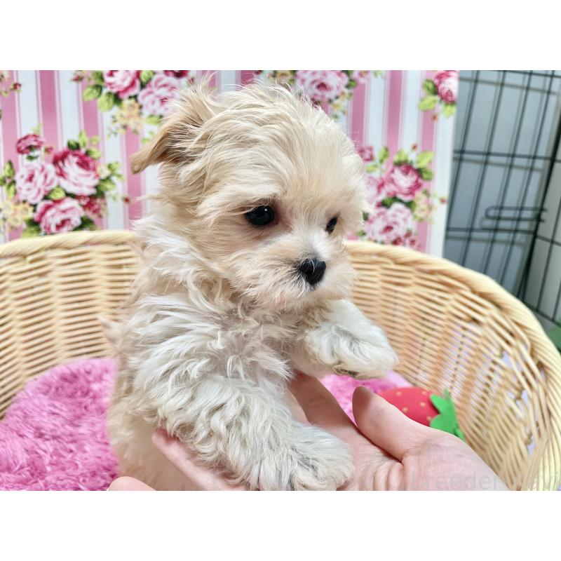 成約済の秋田県のマルプー:マルチーズ×トイプードル-439320の11枚目